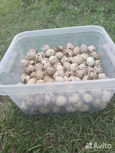 Яйца перепелиные, домашние