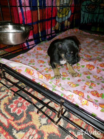 Той-терьер щенок мини