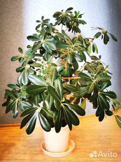 Питтоспорум (смолосемянник) 120см