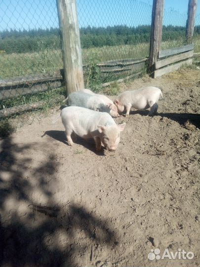 Поросята вьетнамские