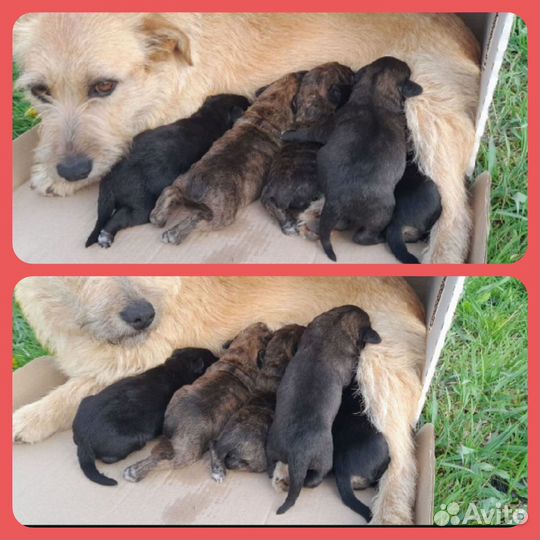 Щенки стаффа + дворняшка