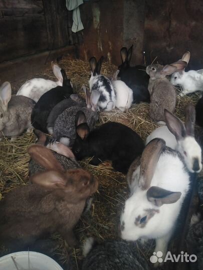 Продам кроликов