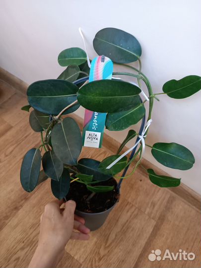 Жасмин Стефанотис