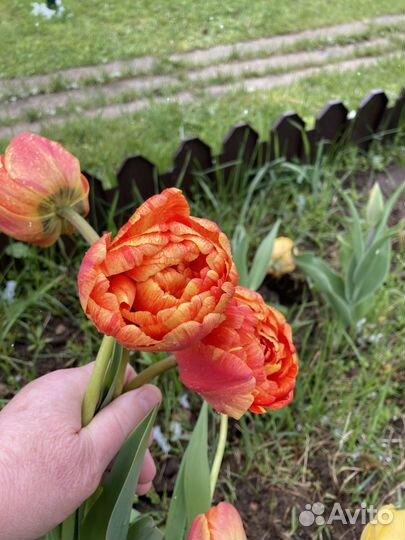 Луковицы тюльпанов