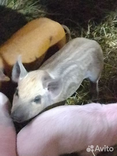 Продам кабанчиков на племя