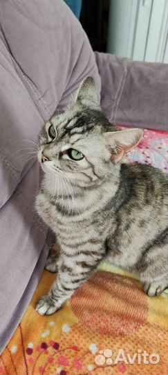 Кошка окрас вискас в добрые руки