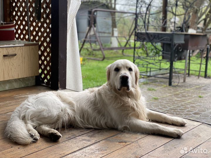 Золотистый ретривер кобель для вязки