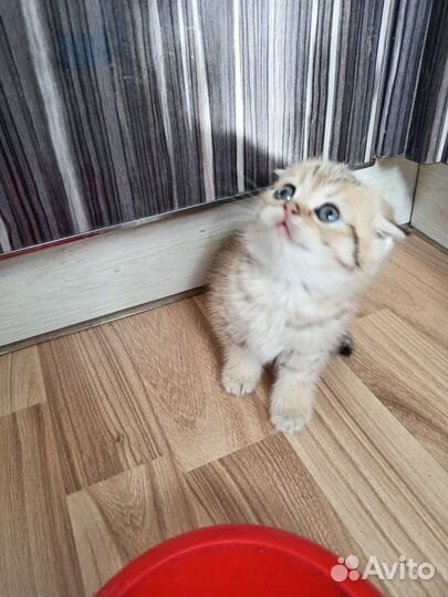 Золотой котик
