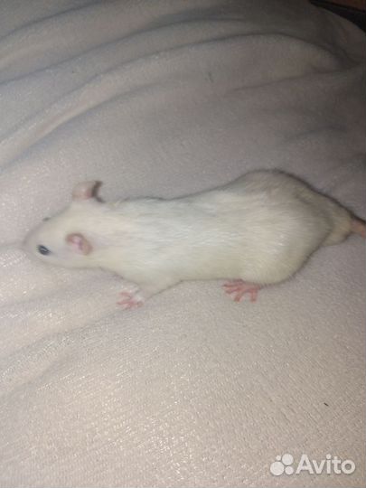 Крысы декоративные