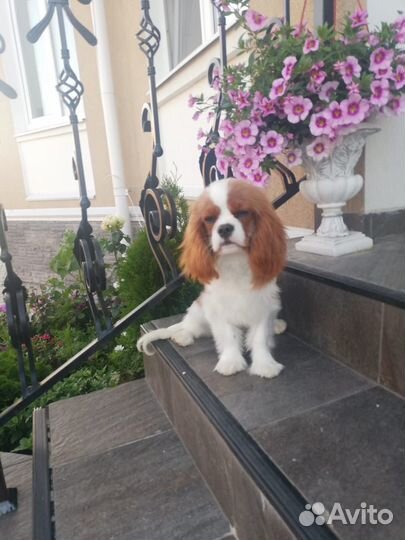 Фенечка девочка Кавалер Кинг Чарльз Спаниель