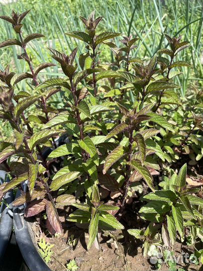 Саженцы сортовой мяты/ Пряные травы