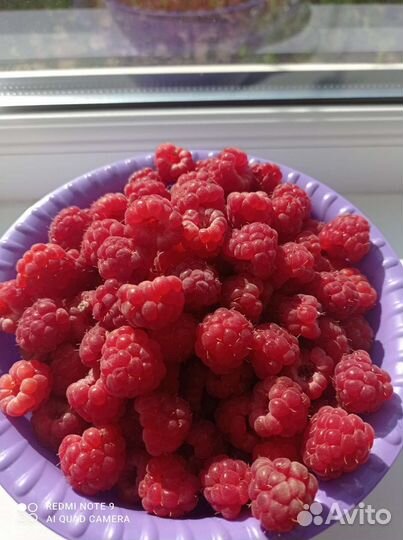 Саженцы Ремонтантной малины