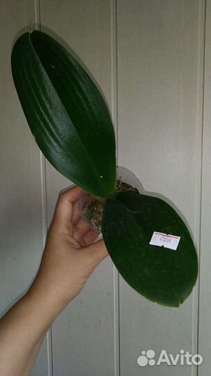 Орхидея Black Piano бабочка