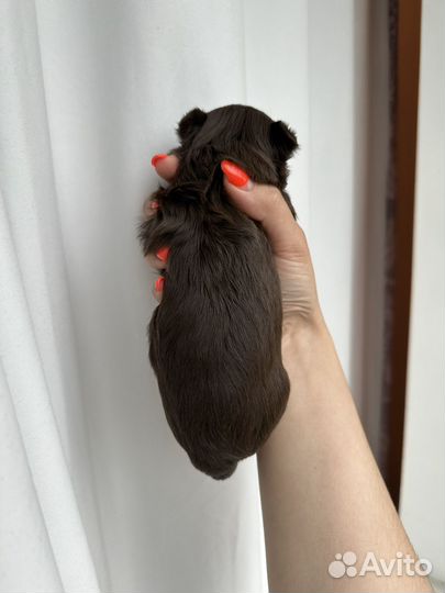 Шоколадный йорк, биро, цветной йорк, бивер