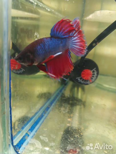 Аквариумные рыбки