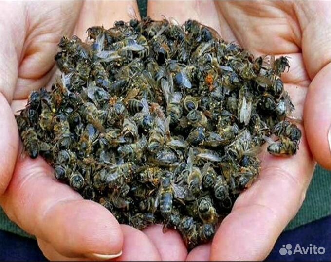 Пчелиный подмор