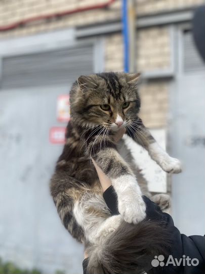 Верните веру в людей Тимо