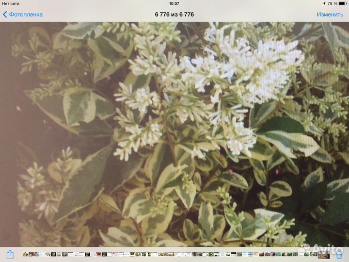 Декоративные кустарники и бамбук