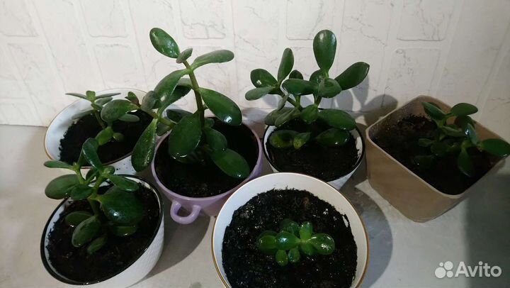 Лучший подарок - Денежное дерево (крассула, толс