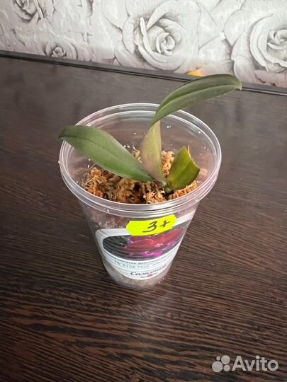 Орхидея Allura Eduard