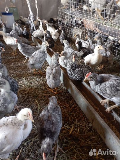 Цыплята Доминант