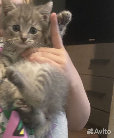 Котята в хорошие руки