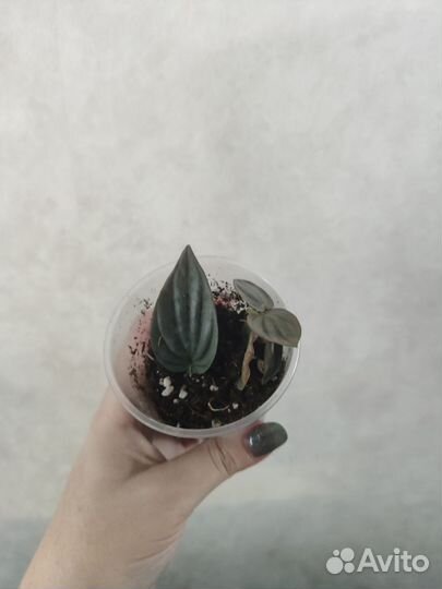 Комнатные растения, цветы