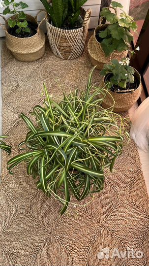 Хлорофитум бонни