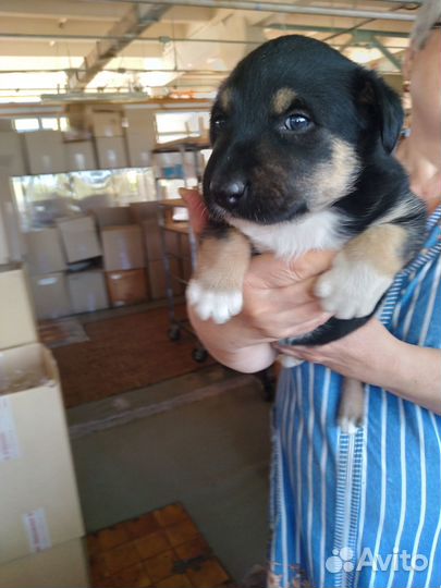 Щенок в добрые руки