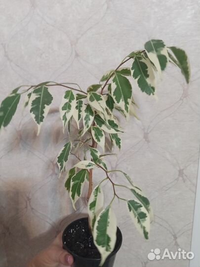 Фикусы сортовые