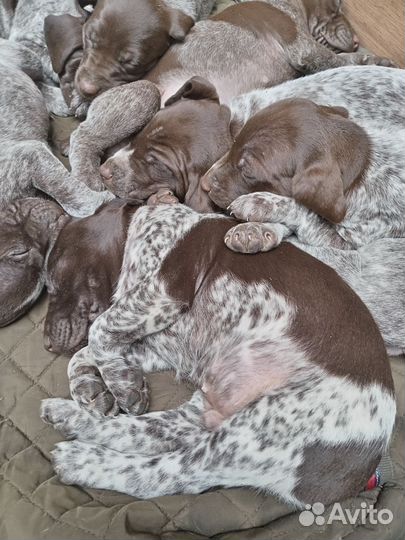 Щенки курцхаара