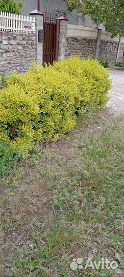 Бирючина желтая