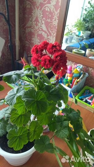 Комнатные цветы