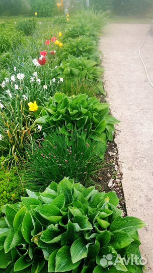 Хосты, саженцы хосты