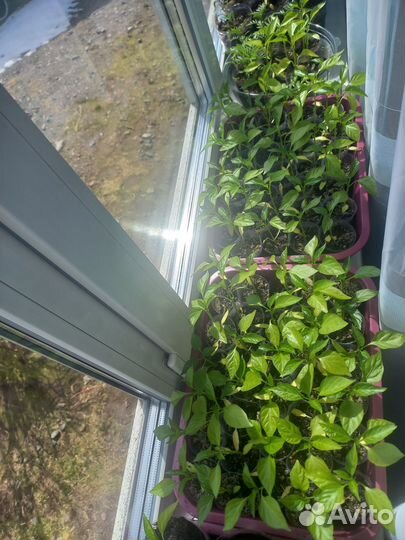 Перец болгарский рассада