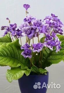 Стрептокарпусы