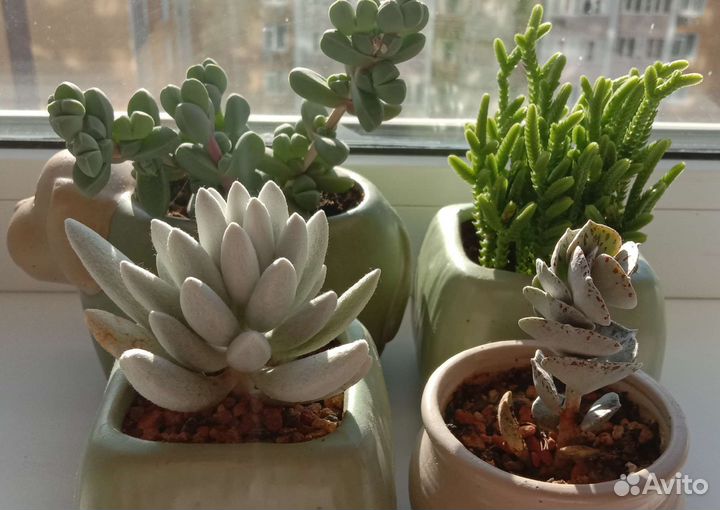 Суккуленты в ассортименте