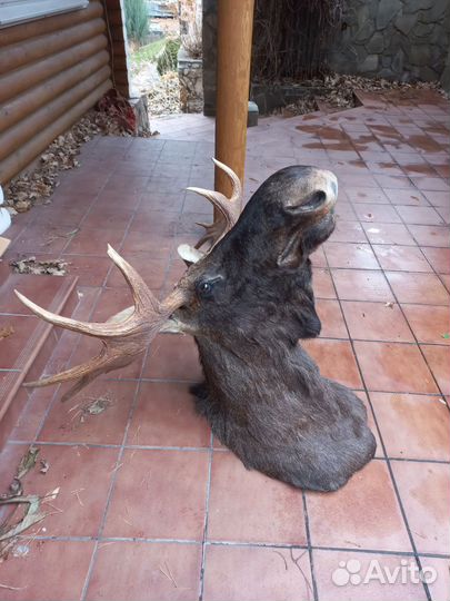 Чучело головы лося