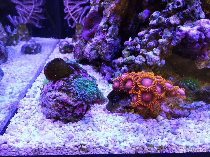 Морской рифовый аквариум 80л