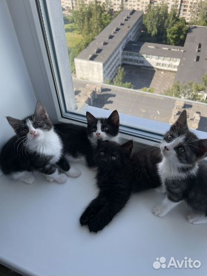 Котята в добрые руки даром