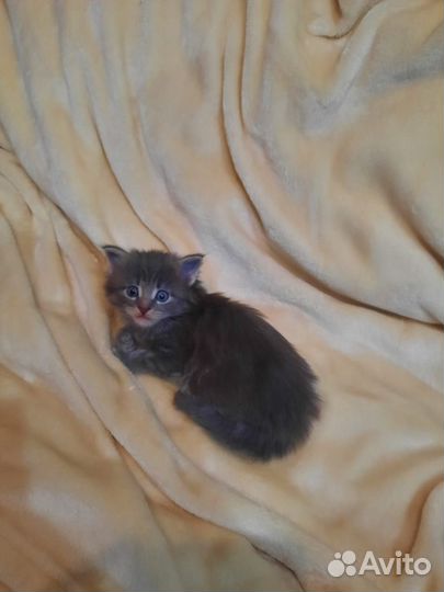 Котята мейн-кун
