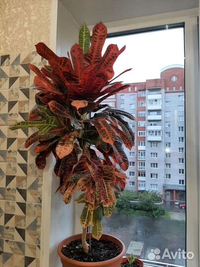 Цветок Кротон