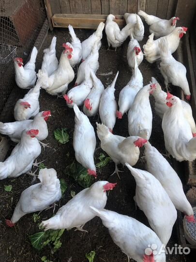Куры домашние