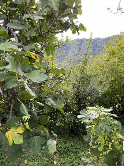 Участок 12 сот. (ИЖС)