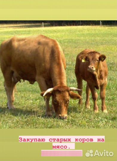 Закупаю старых коров на мясо