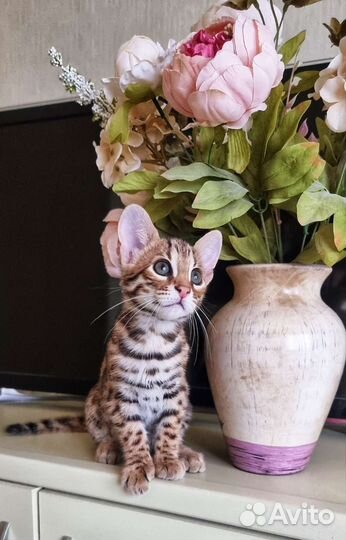 Ф1 азиатский леопард