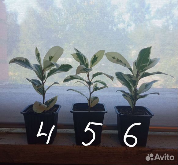 Фикус микрокарпа Альбомаргината