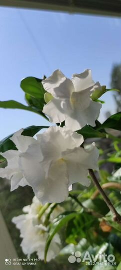 Красивоцветущие, экотические растения