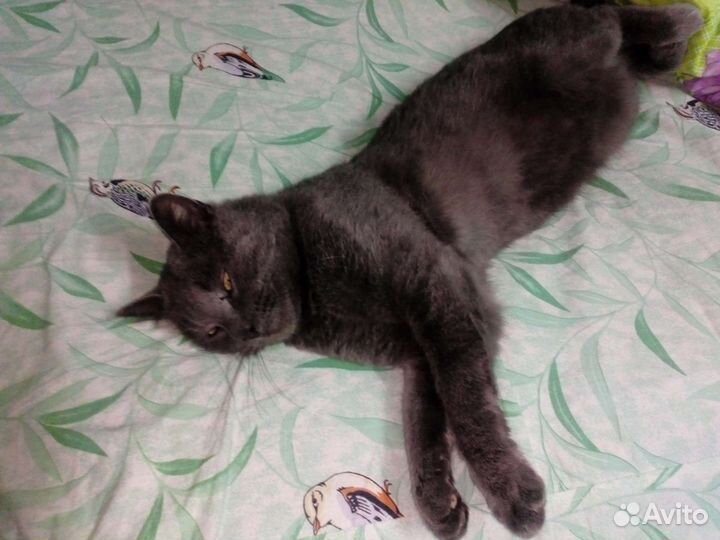 Потерялся кот в районе золотых ворот