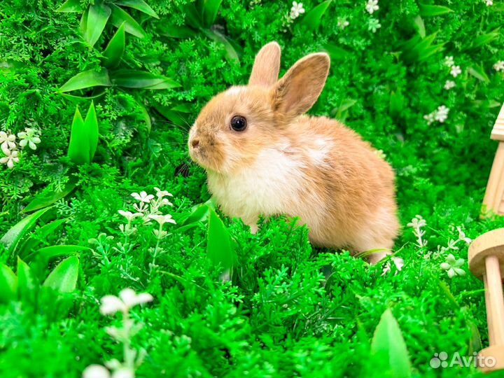 Карликовый кролик с клеткой